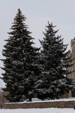 Kalın dalları ve yeşil iğneleri olan iki dev köknar ağacı. Kozalaklı ağaçlar, ladin dallarının dokusuyla, çam iğnelerinden ve kardan oluşan bir zemin..