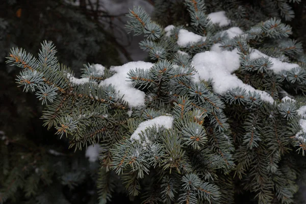 Ramos Coníferas Grandes Abetos Com Agulhas Verdes Fundo Neve Árvores — Fotografia de Stock