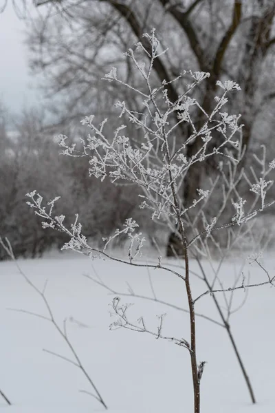 Germoglio Assenzio Secco Inverno Coperto Gelo Cristalli Ghiaccio Ramoscelli Assenzio — Foto Stock