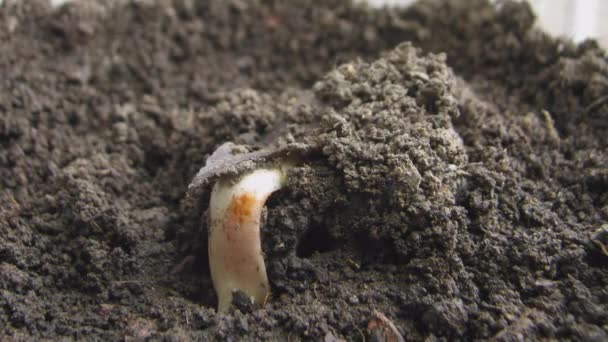 Macro tiro Timelapse castaño de Indias germinación de semillas — Vídeo de stock