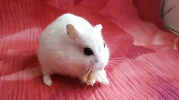 Hamster pembe bez üzerinde ekmek yiyor. — Stok video