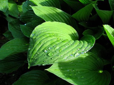 Yeşil bir yaprağın üzerindeki çiy damlaları