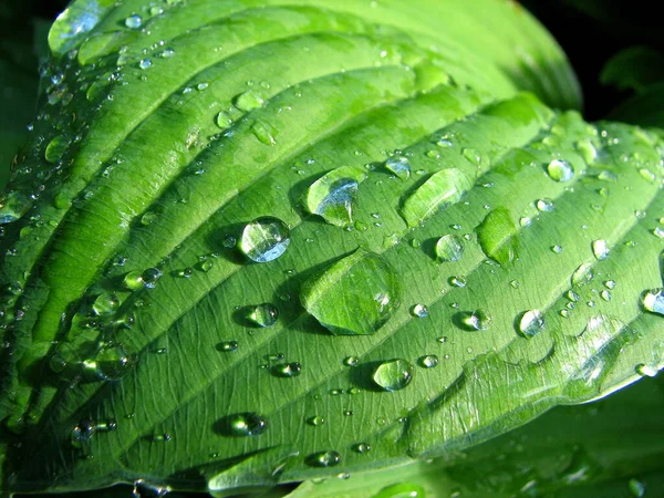 Yeşil bir yaprağın üzerindeki çiy damlaları