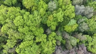 İnsansız hava aracının görüntüsü. Dikey olarak aşağı çekilmiş yeşil bir yaprak döken orman. Kamerayı kaldırıyorum..