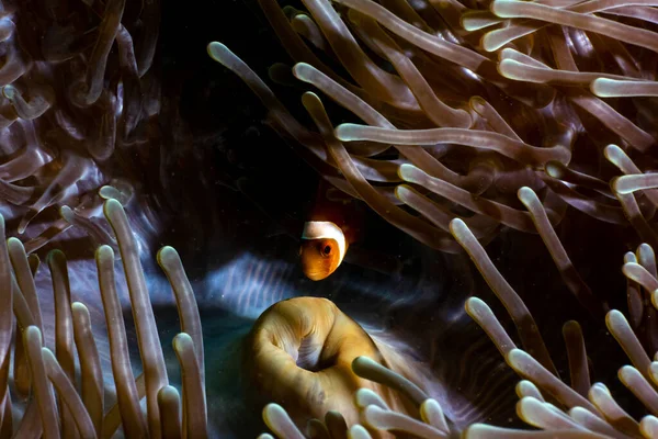 Imagem Mostra Peixe Palhaço Indonésia — Fotografia de Stock