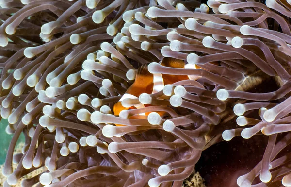 写真はインドネシアのクロウの魚 ストックフォト