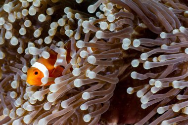 Resim Endonezya 'da bir palyaço balığını gösteriyor.
