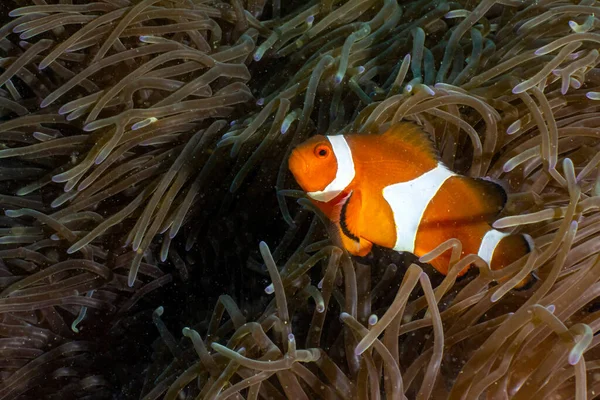 写真はインドネシアの魚です ストック画像