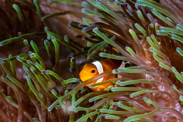 写真はインドネシアの魚です ストック写真