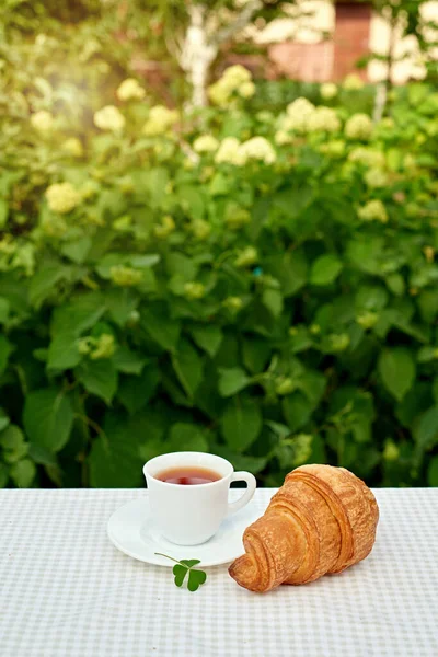 Two Cup Black Tea Camomile Fresh Croissants Table White Background — Stock Fotó