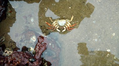 Sahilde ölü bir yengeç.