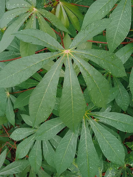 Bahçede yeşil tapyoka yaprakları
