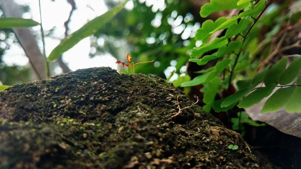 Mrówka Poruszająca Się Skale Ogrodzie — Zdjęcie stockowe
