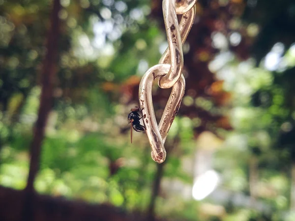 Een Huisvlieg Aan Een Hangende Ketting — Stockfoto