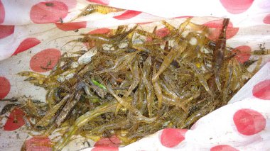 Karideslerin yakın çekim görüntüsü nehirden doğal olarak alındı.