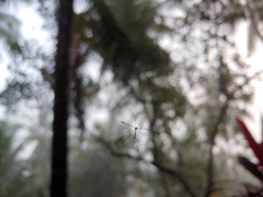 Bahçede asılı bir sinek.