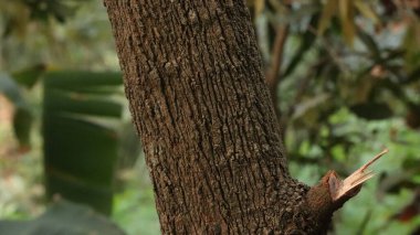 Ormanda bir ağaç gövdesi