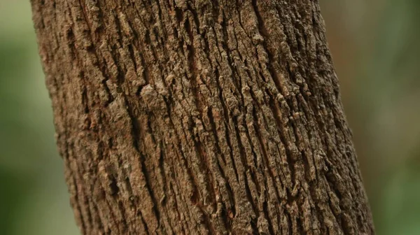 Tronc Arbre Dans Forêt — Photo