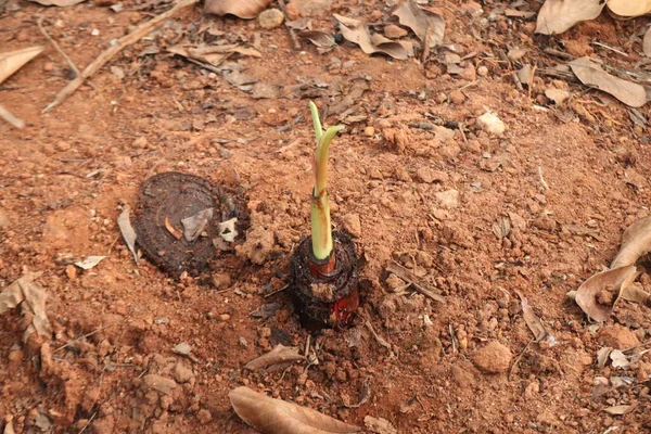 种植在农田里的一棵香蕉树 — 图库照片