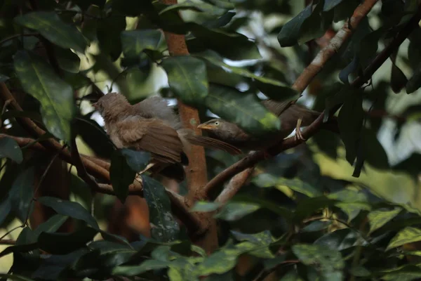Ağaç Dalında Oturan Ödlek Kuşlar — Stok fotoğraf