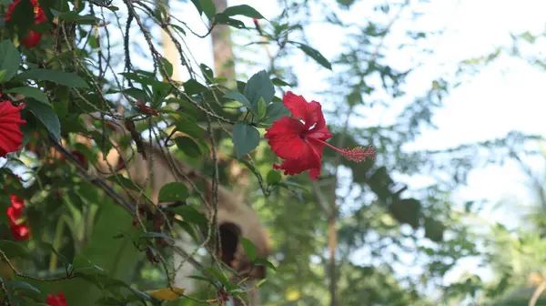 Bahçede Kırmızı Hibiscus Çiçek — Stok fotoğraf