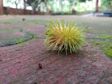 Olgun bir Rambutan meyvesi yere düştü.