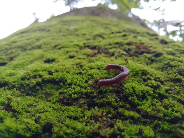 Millepiedi Che Muove Fungo Verde Giardino — Foto Stock