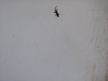 Beyaz bir duvarda küçük siyah bir kertenkele