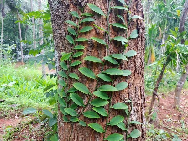 A climber plant on a tree trunk in the forest