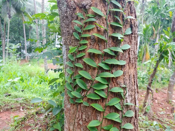 森の木の幹に登る植物 — ストック写真