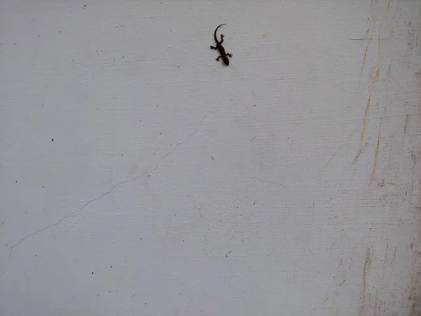 Pequeno Lagarto Preto Uma Parede Branca — Fotografia de Stock