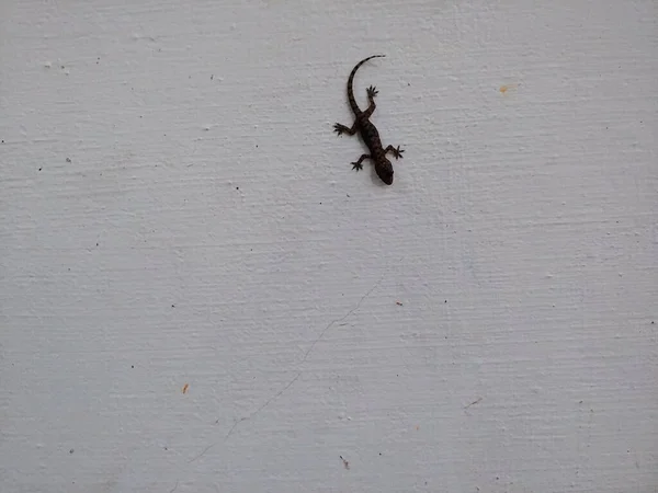 Pequeno Lagarto Preto Uma Parede Branca — Fotografia de Stock