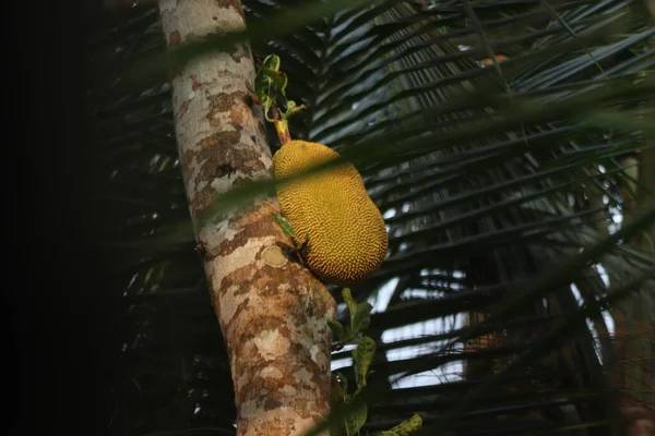 A jack fruit on a jack fruit tree in the garden