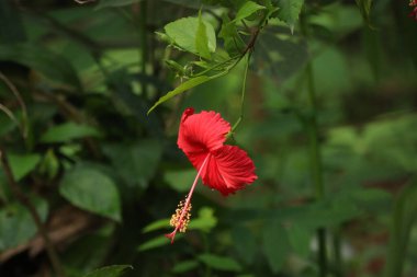 Bahçede güzel bir amber çiçeği