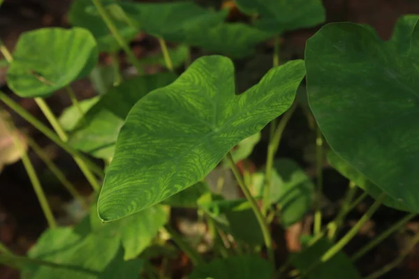 Chembila Ονομάζεται Επίσης Colocasia Στον Κήπο — Φωτογραφία Αρχείου