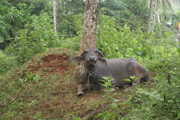 Sebuah Tembakan Dekat Dari Kerbau Merumput Lapangan — Stok Foto