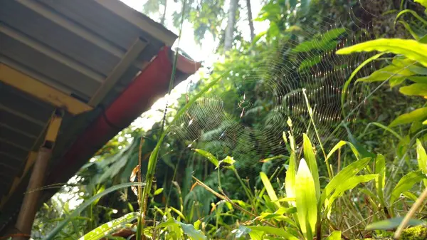 Güneş Işığında Güzel Yapılmış Bir Örümcek Ağı — Stok fotoğraf