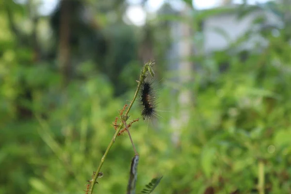 Gros Plan Ver Avec Deux Fourmis Sur Une Plante — Photo