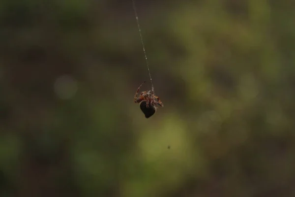 Маленький Павук Робить Павутину Саду — стокове фото