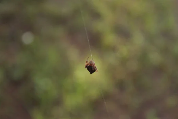 Μια Μικρή Αράχνη Που Φτιάχνει Ιστό Στον Κήπο — Φωτογραφία Αρχείου