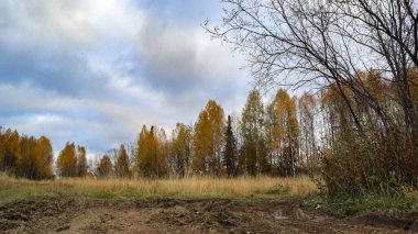 Sonbahar manzarası, yol ve ağaçlarla dolu mavi bir arka plan.