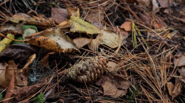 Yaprakları ve iğneleri olan ladin külahı ormanın derinliklerinde uzanıyor.