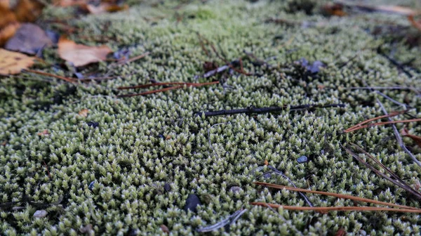 Gros Plan Sur Mousse Automne Dans Forêt — Photo