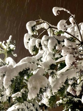 Karla kaplı Noel ağacı dalları