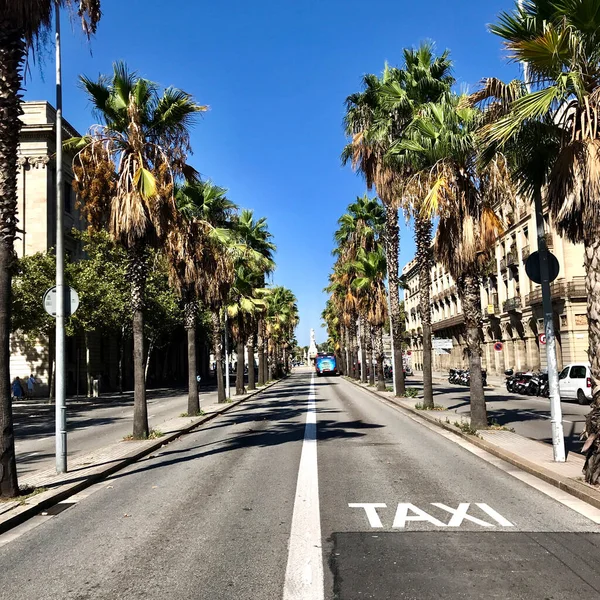 Palm trees along the road on both sides. summer. sea. noon. sun in the zenith.