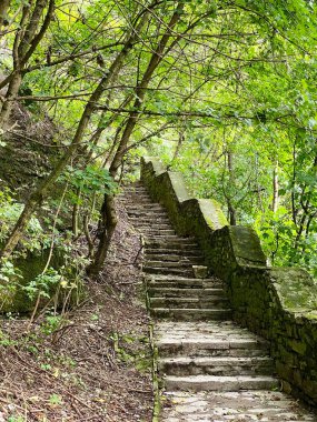 An old staircase leading up in a summer forest among the greenery