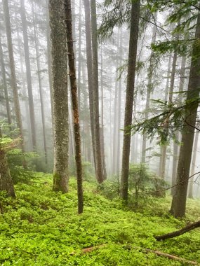 Yaz ormanlarında sis, yeşil çimenler ve ağaç gövdeleri.
