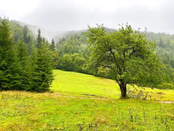 Clairière Verte Entre Les Montagnes Les Arbres Été — Photo