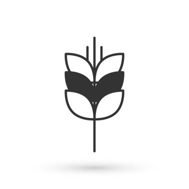 Beyaz zemin üzerinde pirinç, buğday, mısır, yulaf, çavdar ve arpa ikonu bulunan gri tahıllar. Buğday ekmeği sembolleri. Vektör