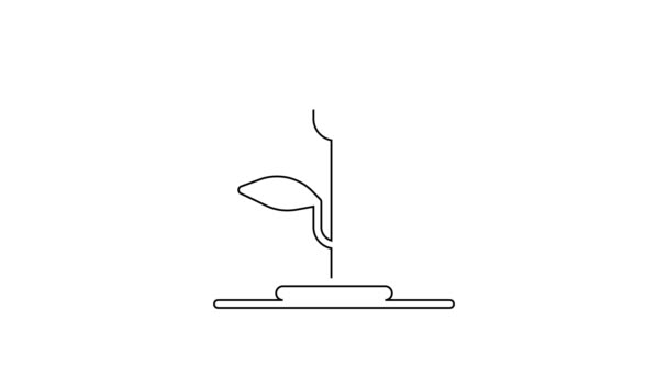Svart linje Sprout ikon isolerad på vit bakgrund. Frö och fröplanta. Lämnar tecken. Lövnatur. 4K Video motion grafisk animation — Stockvideo
